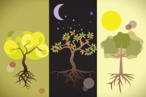 El ritmo circadiano, árboles de día y de noche